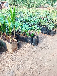 Mango Plants