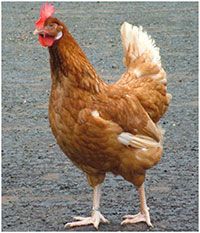 Daulat Brown Layer Chicken