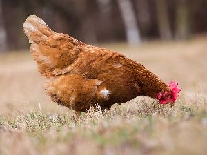Daulat Organic Brown Layer Chicken