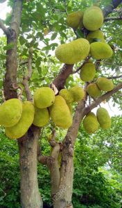 Jack Fruit