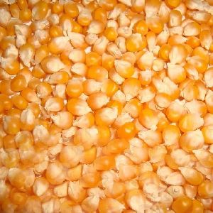 D Grade Maize Seeds