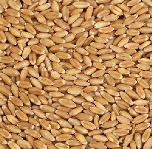 D Grade Wheat Seeds