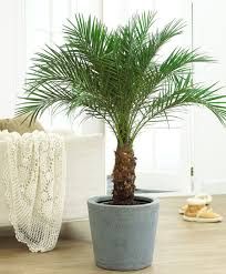 Date Palm Plant