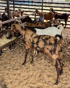 Sirohi Goat