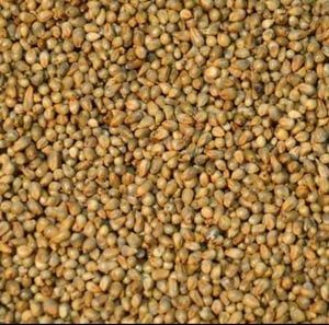 Brown Bajra Seeds