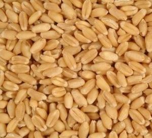 Durum Wheat Seeds