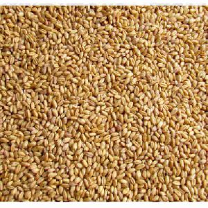 Sharbati Wheat Seeds