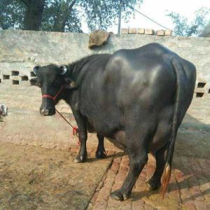 Murrah Buffalo Calf