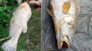 Bhola Bhetki Fish