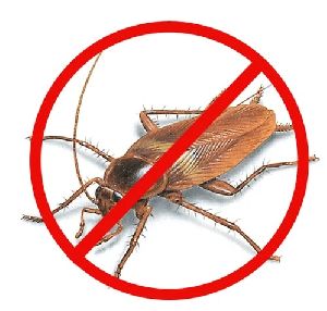 Cockroaches Pest Control Service