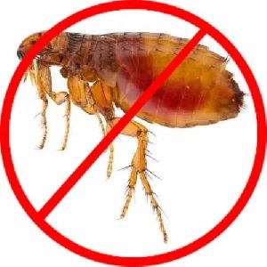 Fleas Pest Control Service