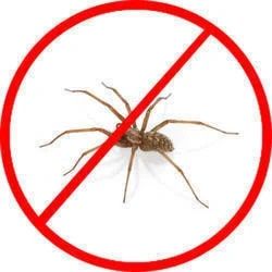 Spiders Pest Control Service