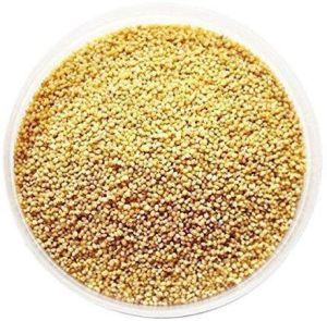 Foxtail Millet Seeds