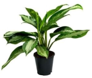 Aglaonema Jubilee Petite Plant