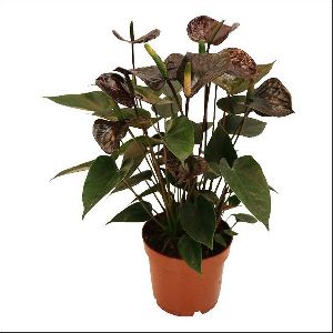 Black Anthurium Plant