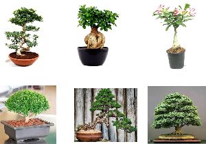 Bonsai Plant