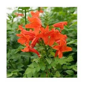 Tecoma Dwarf Orange Plant