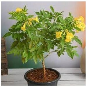 Tecoma Dwarf Yellow Plant