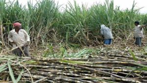 fresh sugarcane