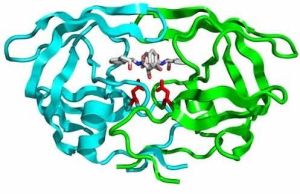Protease Enzyme