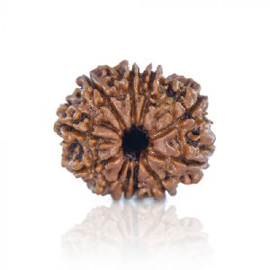 11 Mukhi Rudraksha