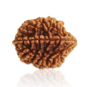 2 Mukhi Rudraksha