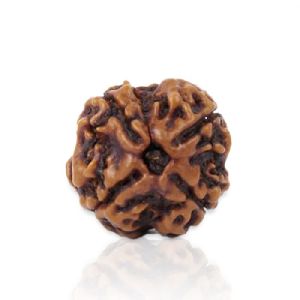 4 Mukhi Rudraksha Lab