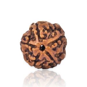 5 Mukhi Rudraksha