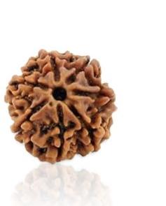 7 Mukhi Rudraksha