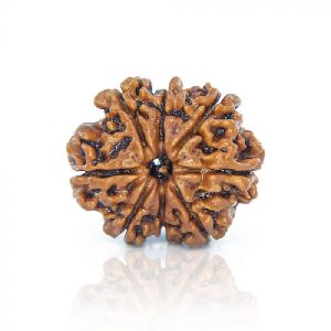 8 Mukhi Rudraksha