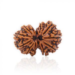 Natural Gauri Shankar Rudraksha