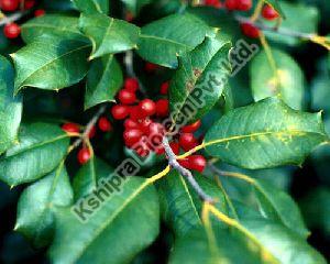 Cocculus Indicus Extract