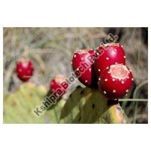 Prickly Pear Cactus Extract