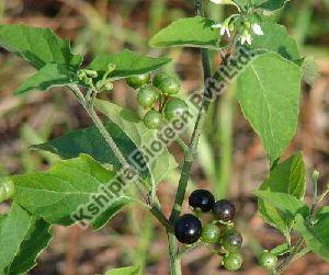 Solanum Nigrum Extract
