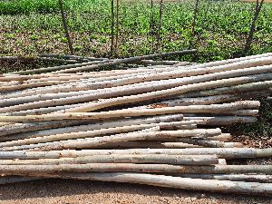 Eucalyptus poles