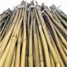 bamboo cane