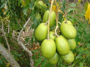 Fresh Hog Plum