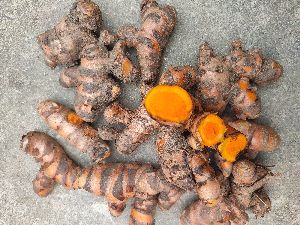 Turmeric