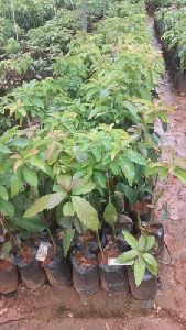 Hybrid Avocado Plants