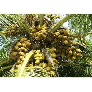 Hybrid Coconut Plants