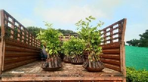 Swietenia Mahogany Plants