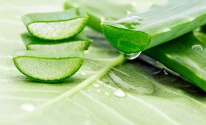 Aloevera Extract