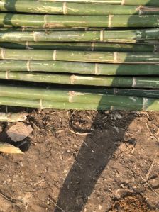 Bamboo Poles