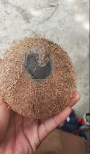 One Eye Coconut