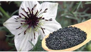 Nigella Sativa Seed Extract