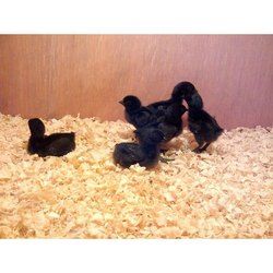 kadaknath chicks