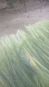 grass broom raw material