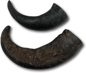 Dried Horn Dog Chew