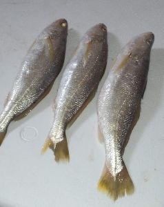 Croaker Fish