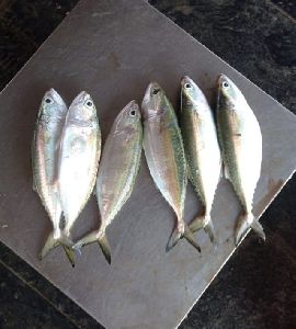 Mackerel Fish